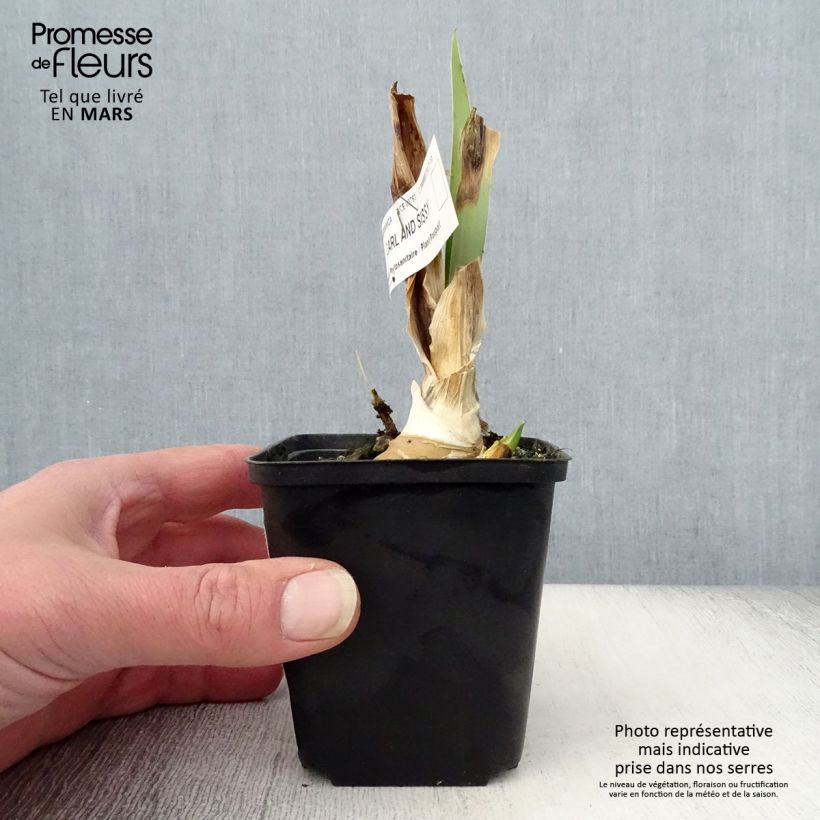 Iris germanica Carl and Sissy - Giaggiolo paonazzo Vasetto da 8/9 cm esemplare consegnato in primavera