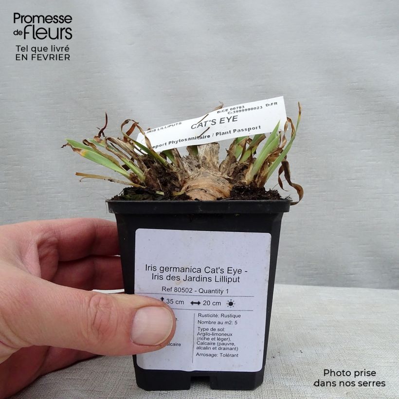 Iris germanica Cat's Eye - Giaggiolo paonazzo Vasetto da 8/9 cm esemplare consegnato in inverno