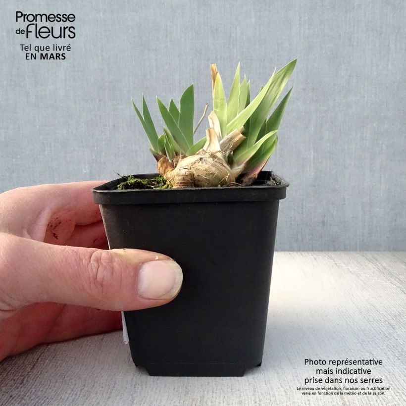 Iris germanica Cat's Eye - Giaggiolo paonazzo Vasetto da 8/9 cm esemplare consegnato in primavera