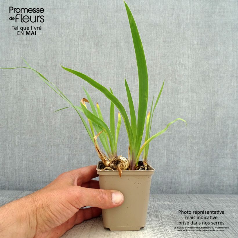 Iris germanica Chelsea Bleu - Giaggiolo paonazzo Vasetto da 8/9 cm esemplare consegnato in primavera