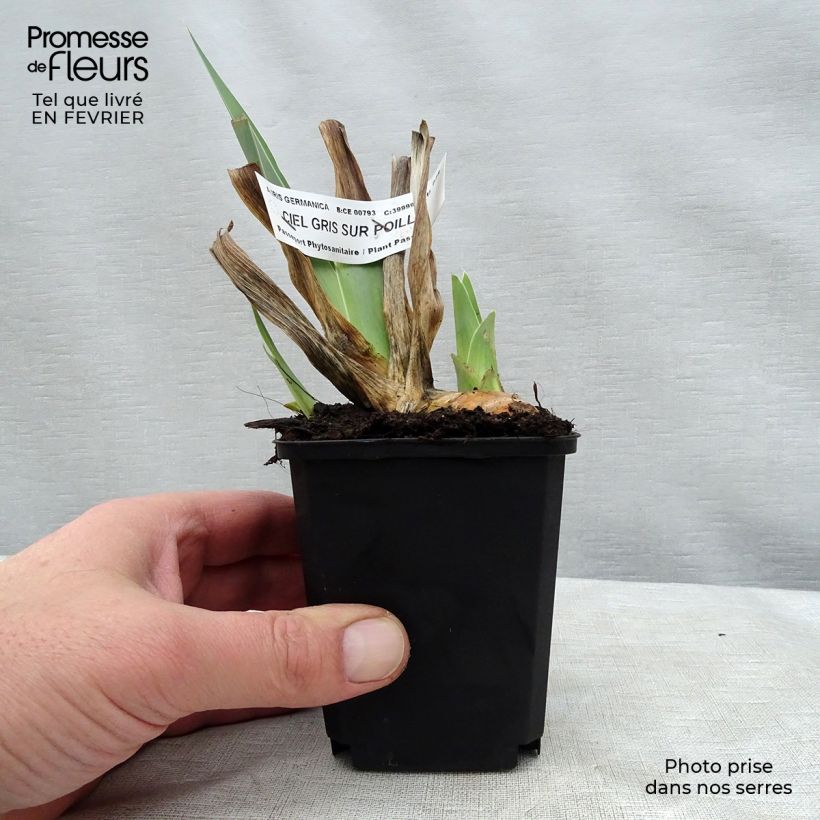 Iris germanica Ciel Gris sur Poilly - Giaggiolo paonazzo Vasetto da 8/9 cm esemplare consegnato in inverno