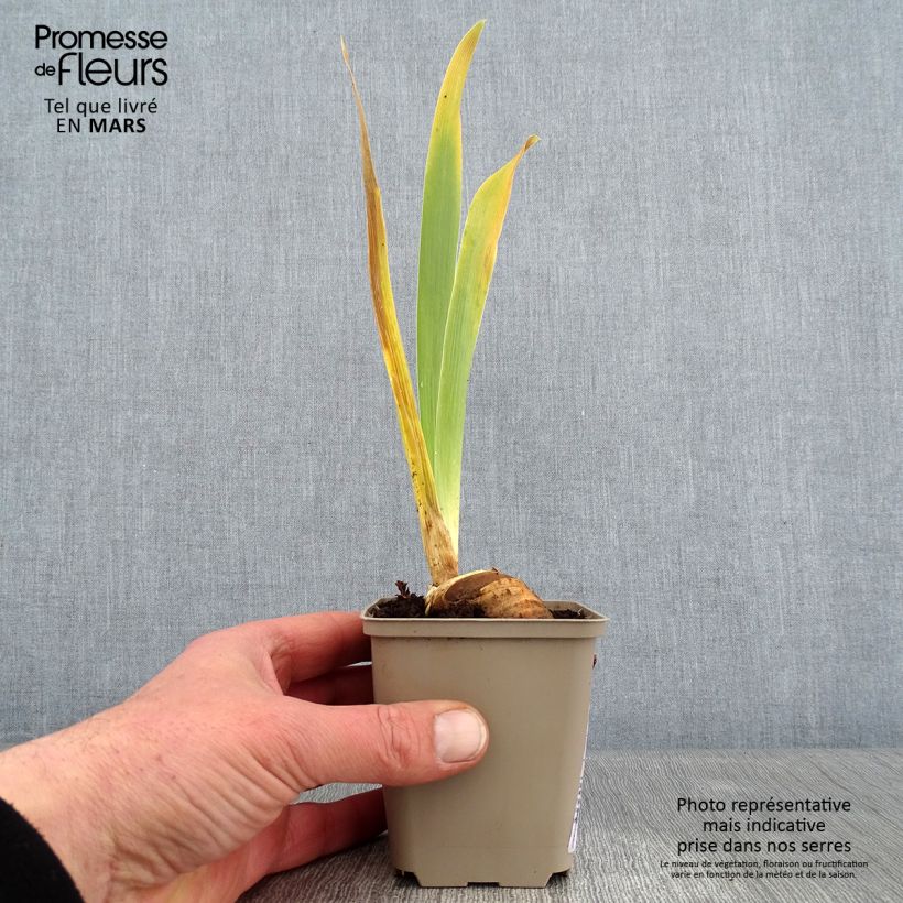 Iris germanica Cigarillo - Giaggiolo paonazzo Vasetto da 8/9 cm esemplare consegnato in inverno