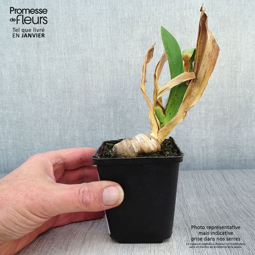 Iris germanica Confiserie - Giaggiolo paonazzo Vasetto da 8/9 cm esemplare consegnato in inverno