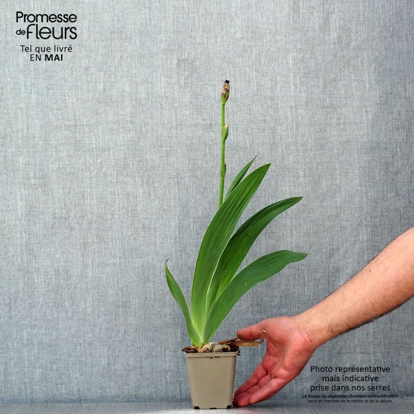 Iris germanica Confiserie - Giaggiolo paonazzo Vasetto da 8/9 cm esemplare consegnato in primavera