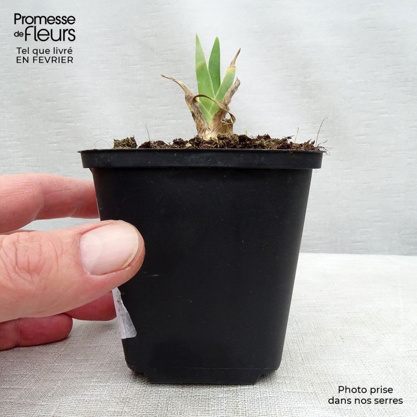 Iris germanica Dame Blanche - Giaggiolo paonazzo Vasetto da 8/9 cm esemplare consegnato in inverno