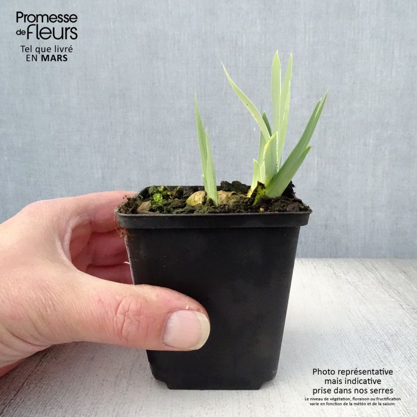 Iris germanica Dame Blanche - Giaggiolo paonazzo Vasetto da 8/9 cm esemplare consegnato in primavera