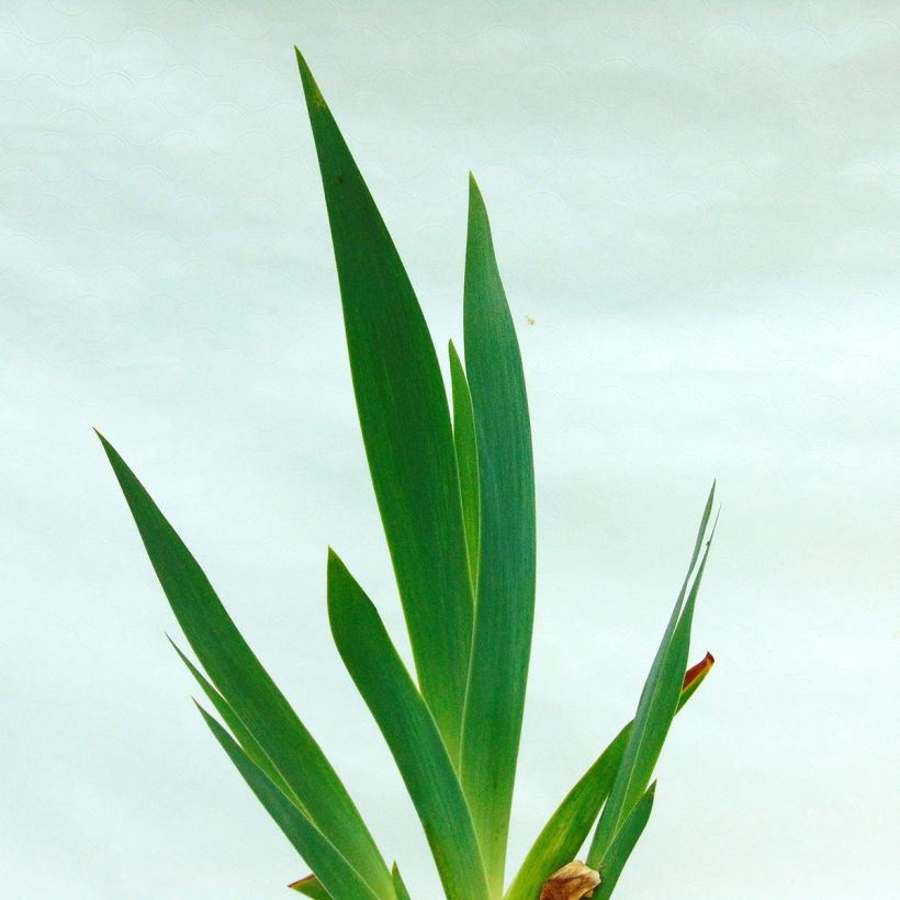 Iris germanica Dance Hall Dandy - Giaggiolo paonazzo (Fogliame)