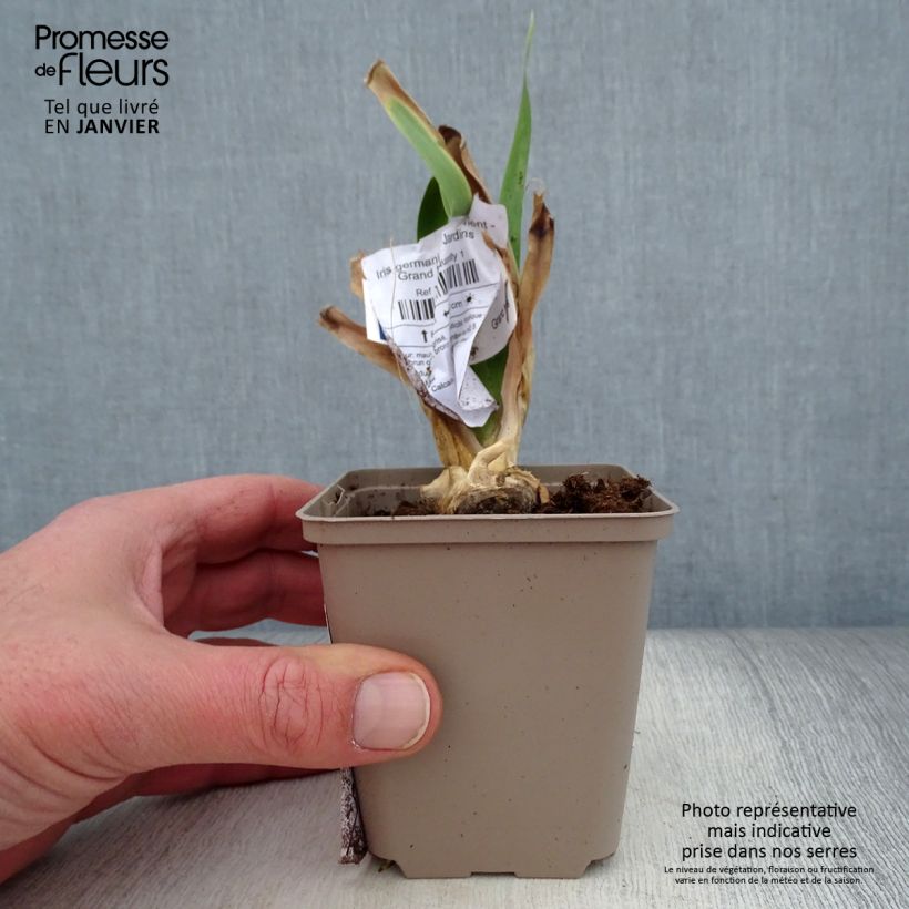 Iris germanica Déguisement - Giaggiolo paonazzo Vasetto da 8/9 cm esemplare consegnato in inverno