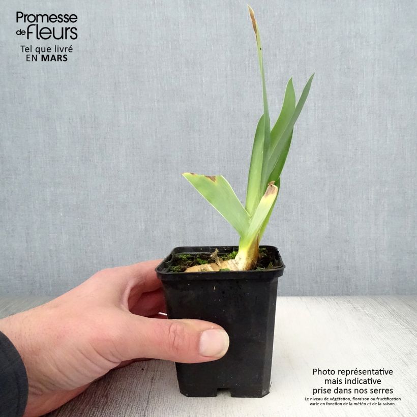 Iris germanica Delta Blues - Giaggiolo paonazzo Vasetto da 8/9 cm esemplare consegnato in primavera