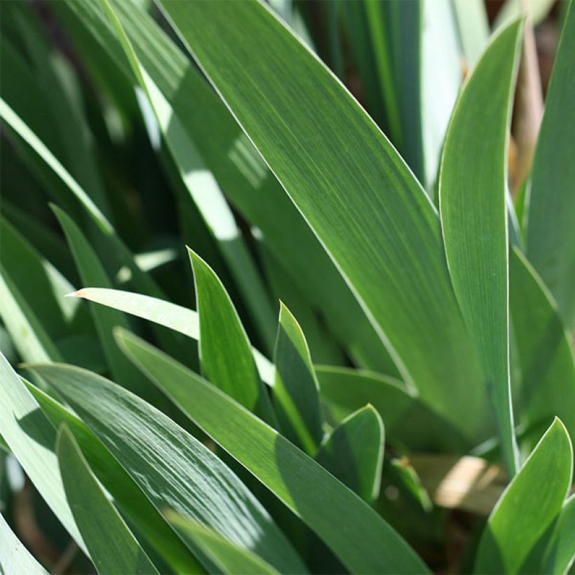 Iris germanica Devil Baby - Giaggiolo paonazzo (Fogliame)