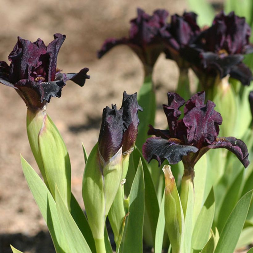Iris germanica Devil Baby - Giaggiolo paonazzo (Fioritura)