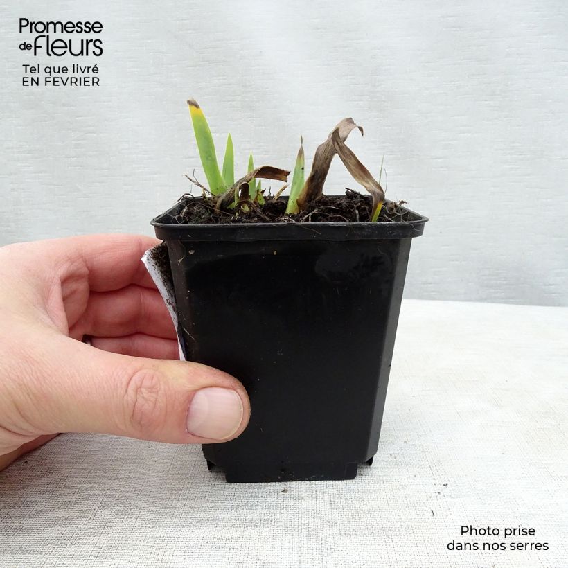 Iris germanica Devil Baby - Giaggiolo paonazzo Vasetto da 8/9 cm esemplare consegnato in inverno