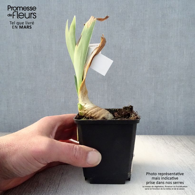 Iris germanica Drama Queen - Giaggiolo paonazzo Vasetto da 8/9 cm esemplare consegnato in primavera