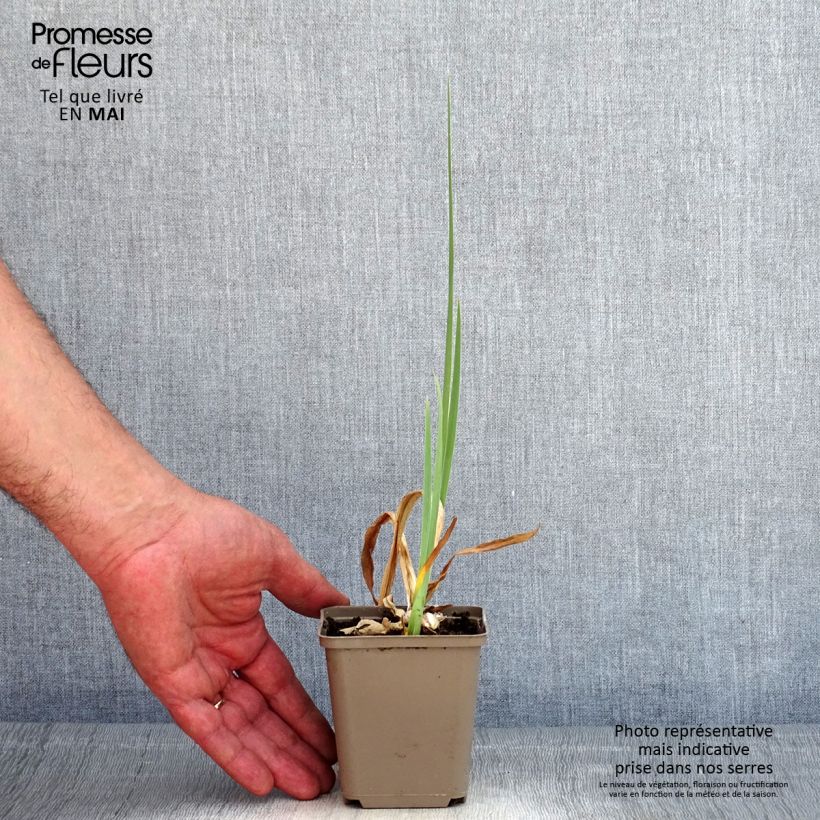 Iris germanica En Ebullition - Giaggiolo paonazzo Vasetto da 8/9 cm esemplare consegnato in primavera