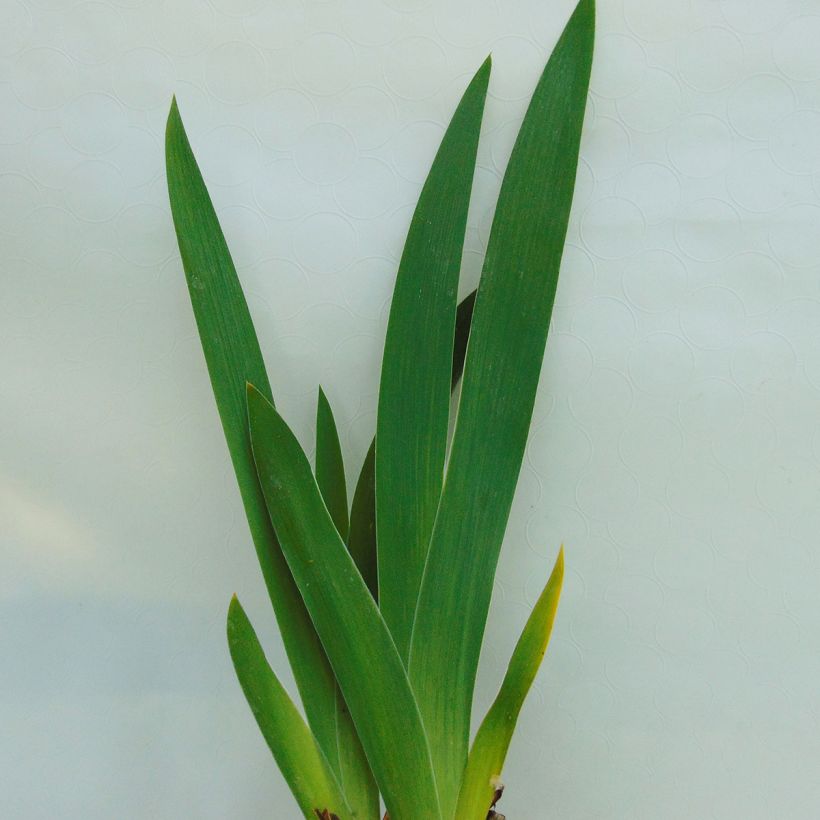 Iris germanica English Charm - Giaggiolo paonazzo (Fogliame)