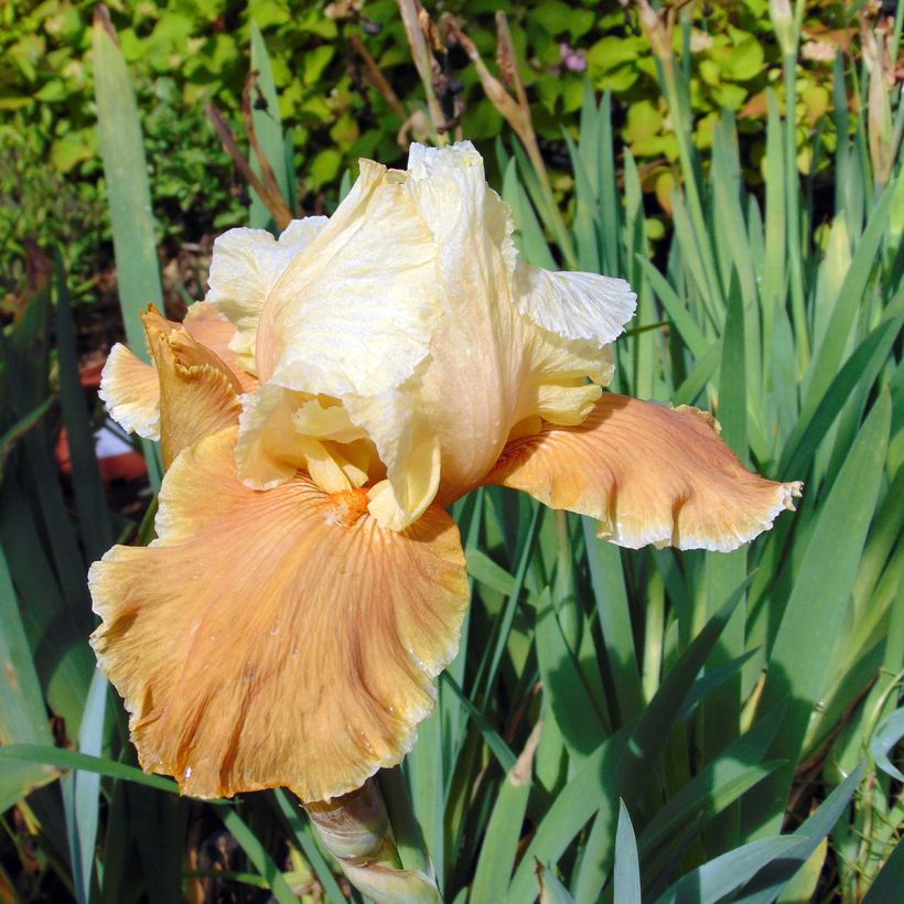 Iris germanica English Charm - Giaggiolo paonazzo (Fioritura)