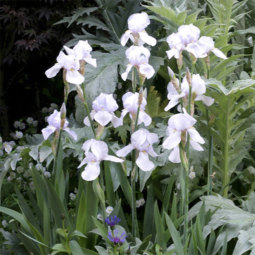 Iris germanica English cottage - Giaggiolo paonazzo (Fioritura)