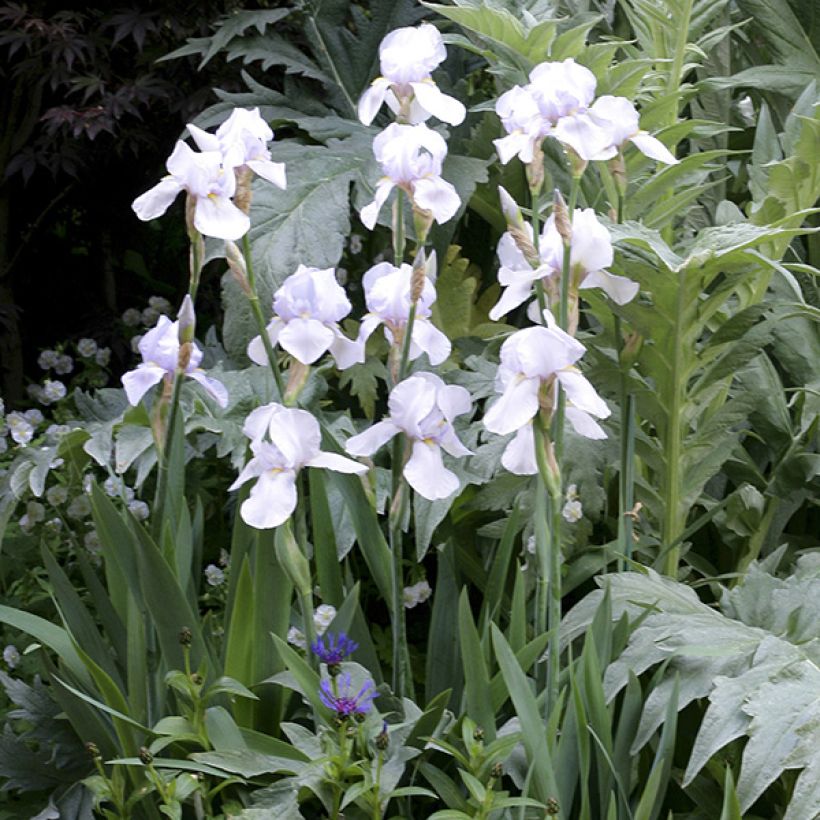 Iris germanica English cottage - Giaggiolo paonazzo (Porto)
