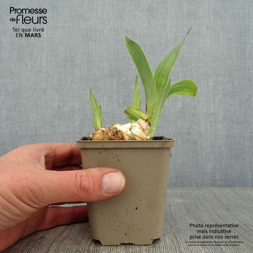 Iris germanica Flamenco - Giaggiolo paonazzo Vasetto da 8/9 cm esemplare consegnato in inverno