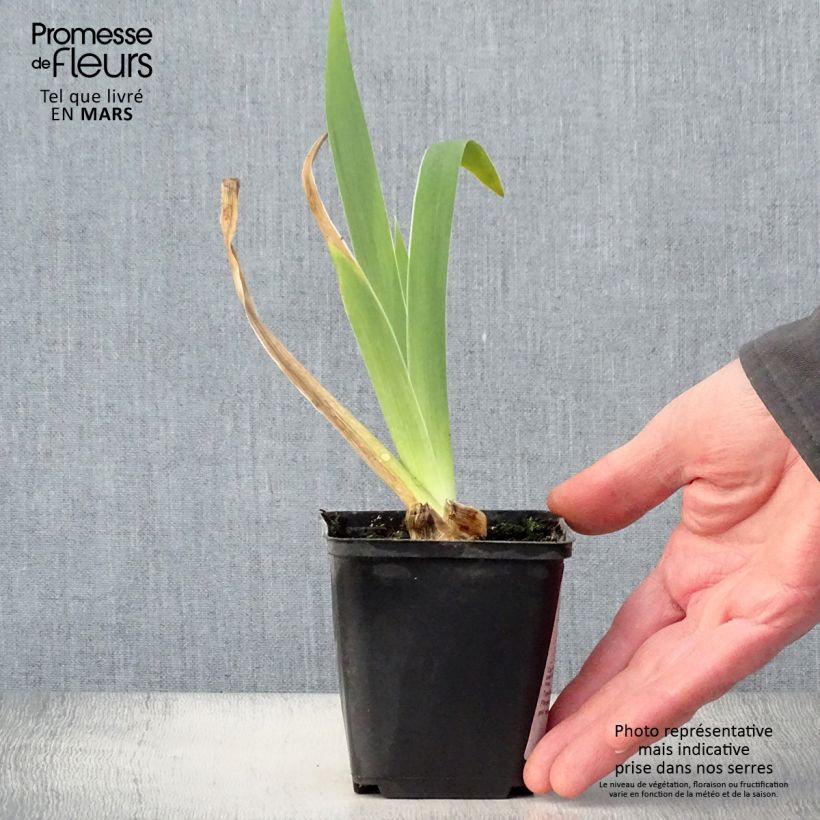 Iris germanica Frison-Roche - Giaggiolo paonazzo Vasetto da 8/9 cm esemplare consegnato in primavera