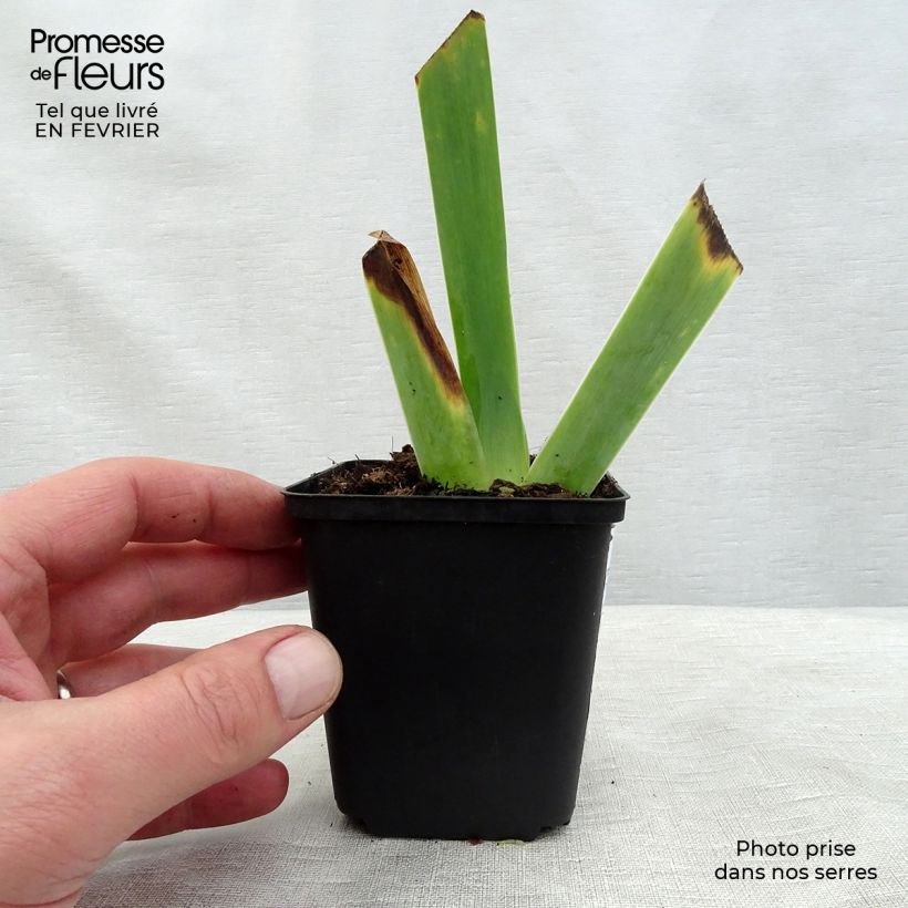 Iris germanica Ghost Train - Giaggiolo paonazzo Vasetto da 8/9 cm esemplare consegnato in inverno