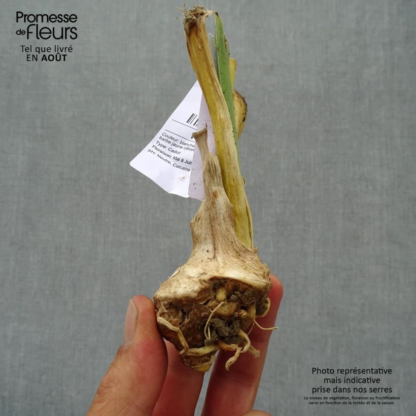 Esemplare di Iris germanica Glacier - Giaggiolo paonazzo Vasetto da 8/9 cm consegnato in estate