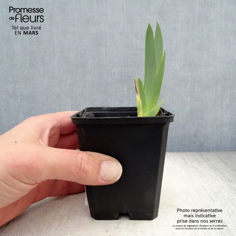 Iris germanica Gold Galore - Giaggiolo paonazzo Vasetto da 8/9 cm esemplare consegnato in primavera