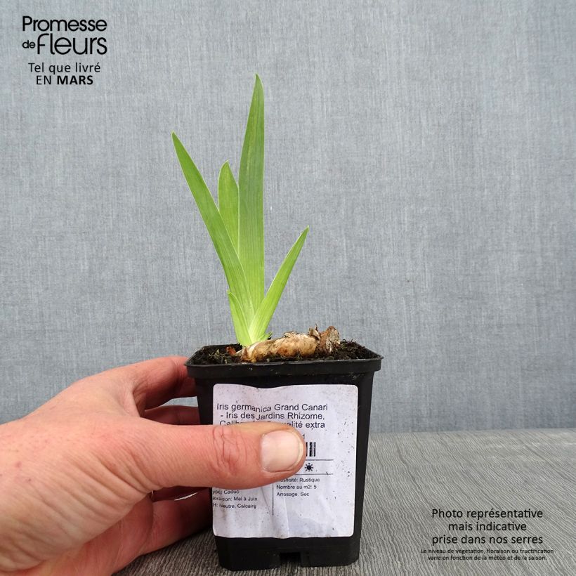 Iris germanica Grand Canari - Giaggiolo paonazzo Vasetto da 8/9 cm esemplare consegnato in inverno