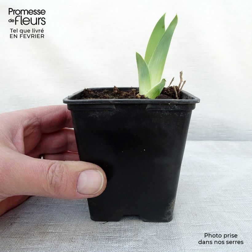 Iris germanica High Stakes - Giaggiolo paonazzo Vasetto da 8/9 cm esemplare consegnato in inverno