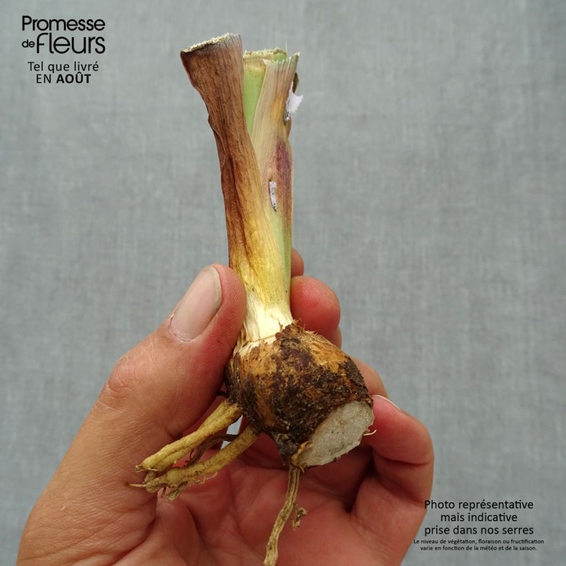 Esemplare di Iris germanica Inferno - Giaggiolo paonazzo Vasetto da 8/9 cm consegnato in estate
