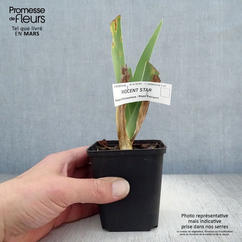 Iris germanica Innocent Star - Giaggiolo paonazzo Vasetto da 8/9 cm esemplare consegnato in primavera