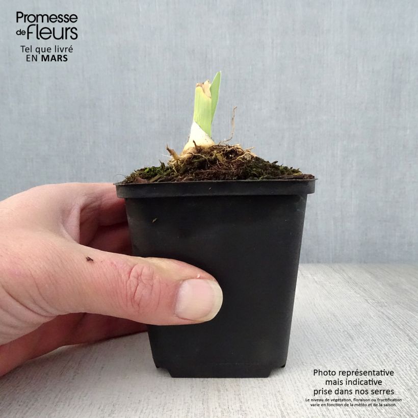 Iris germanica Jacques Cœur - Giaggiolo paonazzo Vasetto da 8/9 cm esemplare consegnato in primavera