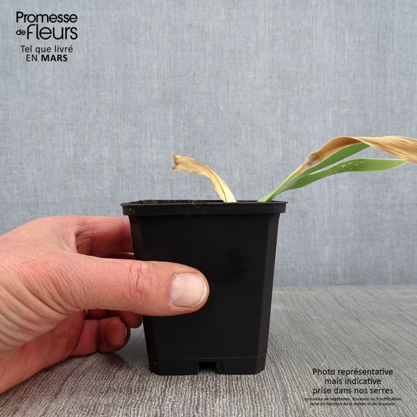 Iris germanica Jacques Cœur - Giaggiolo paonazzo Vasetto da 8/9 cm esemplare consegnato in inverno