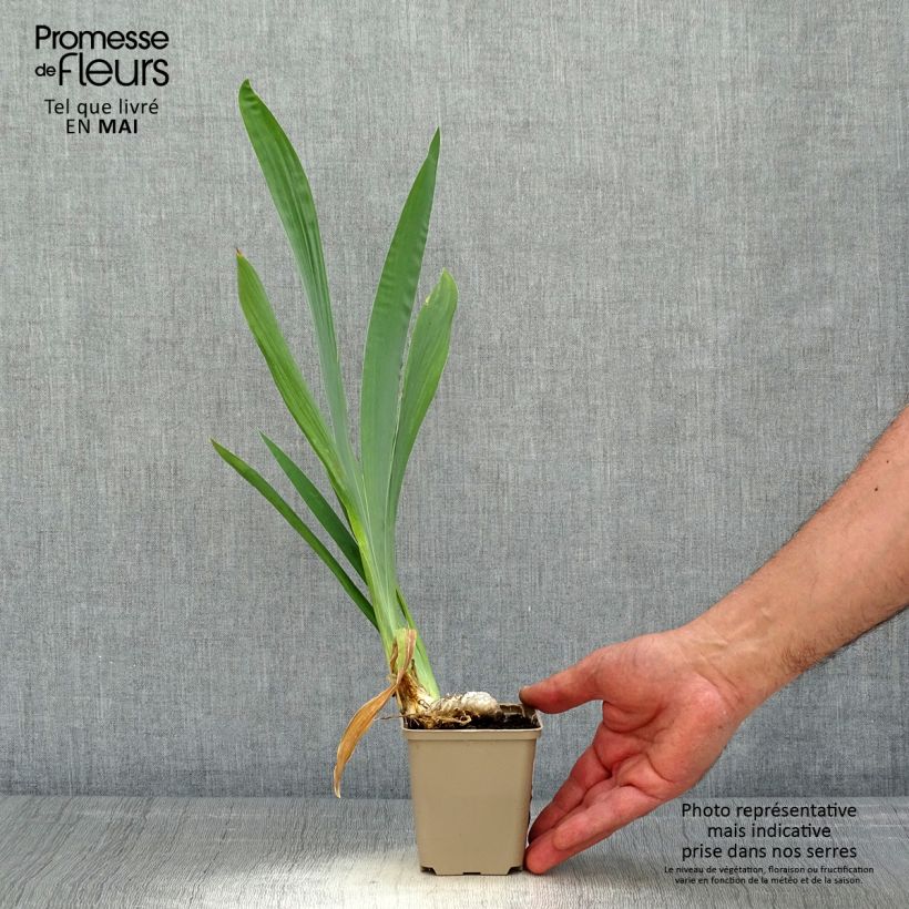 Iris germanica Je Vole - Giaggiolo paonazzo Vasetto da 8/9 cm esemplare consegnato in primavera