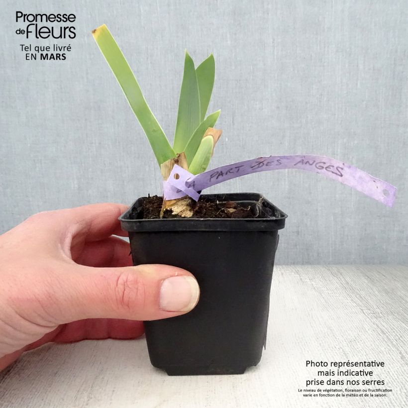 Iris germanica La part des Anges - Giaggiolo paonazzo Vasetto da 8/9 cm esemplare consegnato in primavera