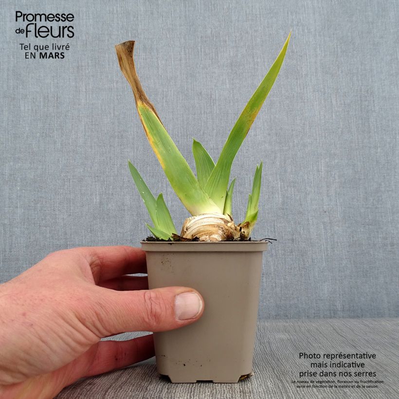 Iris germanica La part des Anges - Giaggiolo paonazzo Vasetto da 8/9 cm esemplare consegnato in inverno