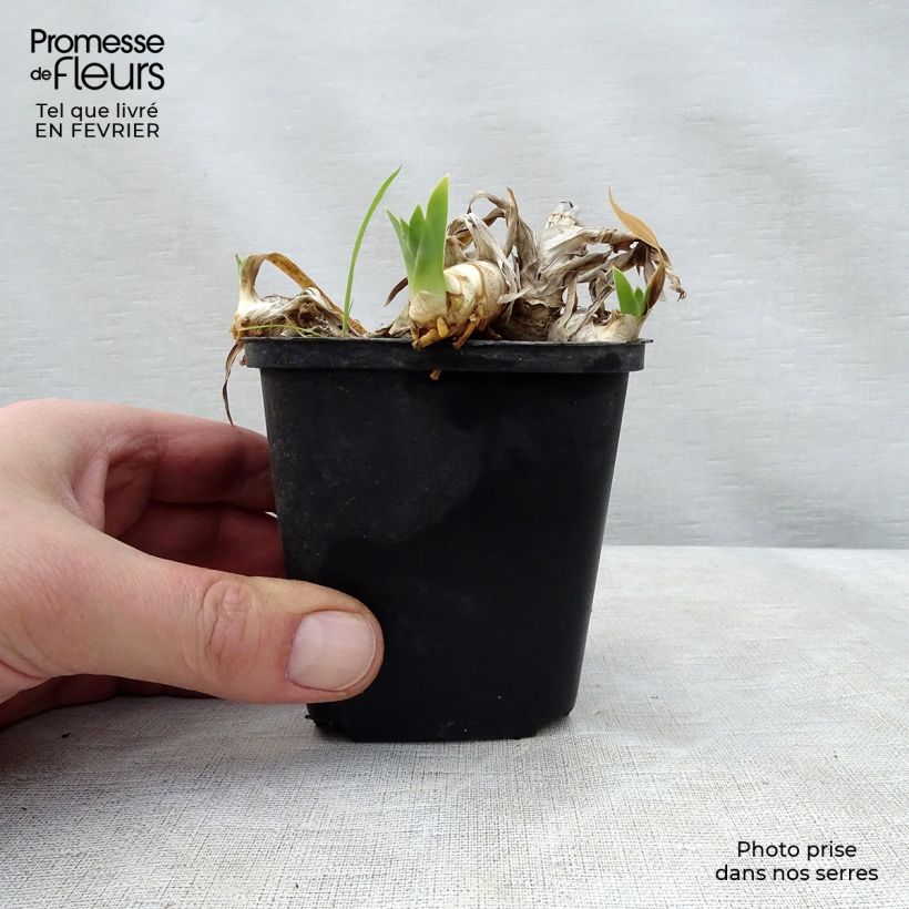 Iris germanica Ma Mie - Giaggiolo paonazzo Vasetto da 8/9 cm esemplare consegnato in inverno