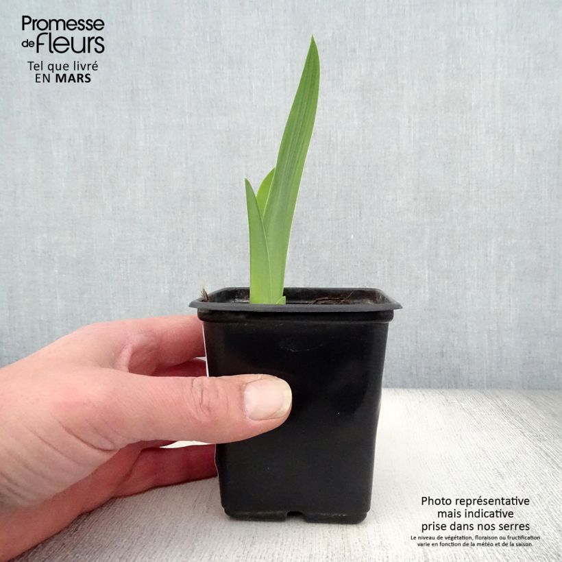 Iris germanica Mariposa Autumn - Giaggiolo paonazzo Vasetto da 8/9 cm esemplare consegnato in primavera