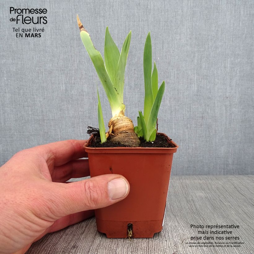 Iris germanica Mariposa Autumn - Giaggiolo paonazzo Vasetto da 8/9 cm esemplare consegnato in inverno