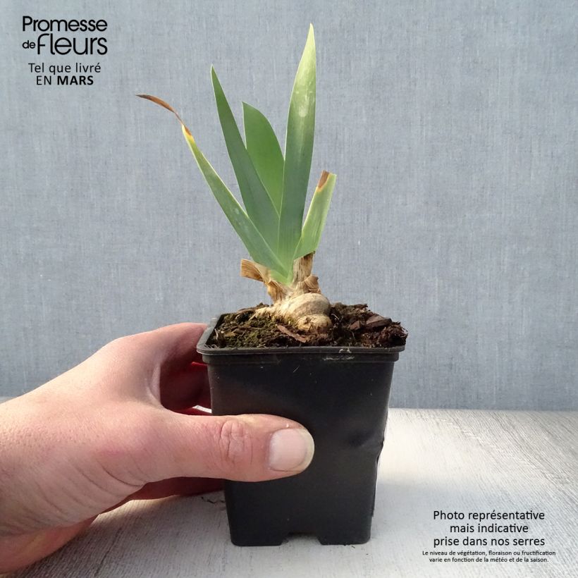 Iris germanica Marron Chaud - Giaggiolo paonazzo Vasetto da 8/9 cm esemplare consegnato in primavera