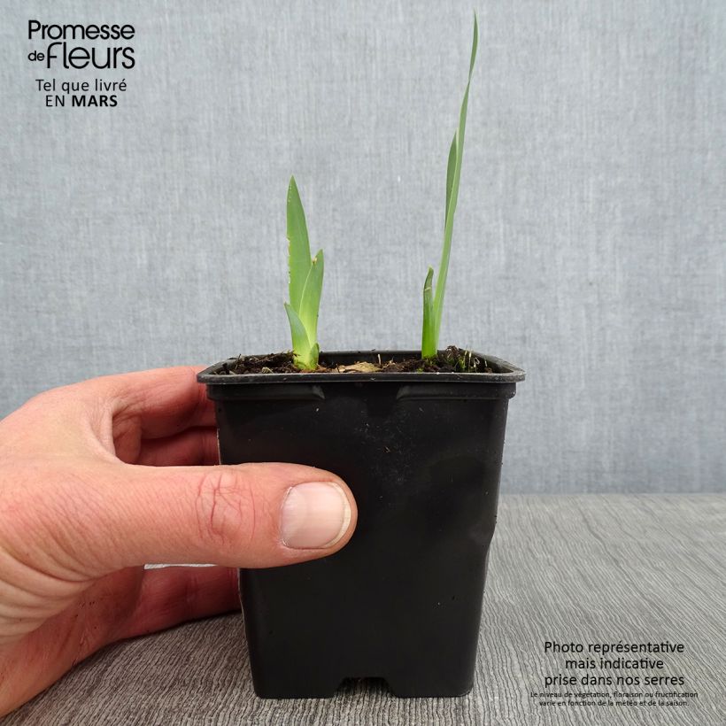 Iris germanica Marron Chaud - Giaggiolo paonazzo Vasetto da 8/9 cm esemplare consegnato in inverno