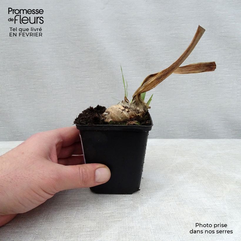 Iris germanica Mary Frances - Giaggiolo paonazzo Vasetto da 8/9 cm esemplare consegnato in inverno