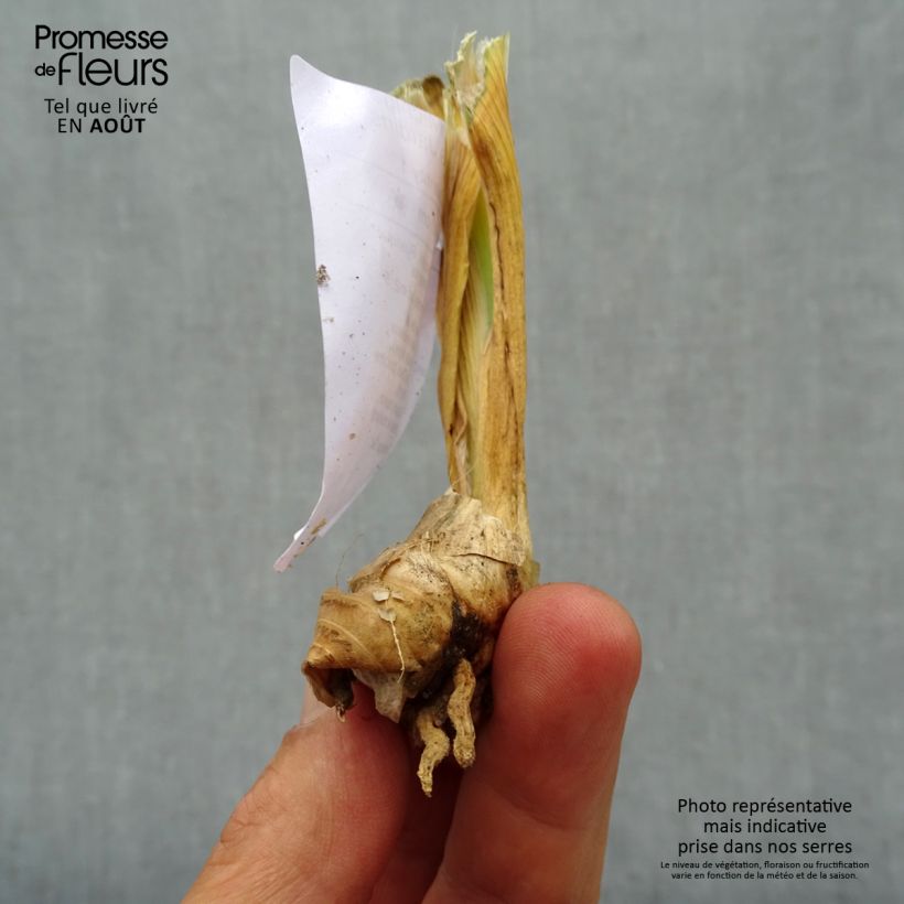 Esemplare di Iris germanica Michigan Pride - Giaggiolo paonazzo Vasetto da 8/9 cm consegnato in estate