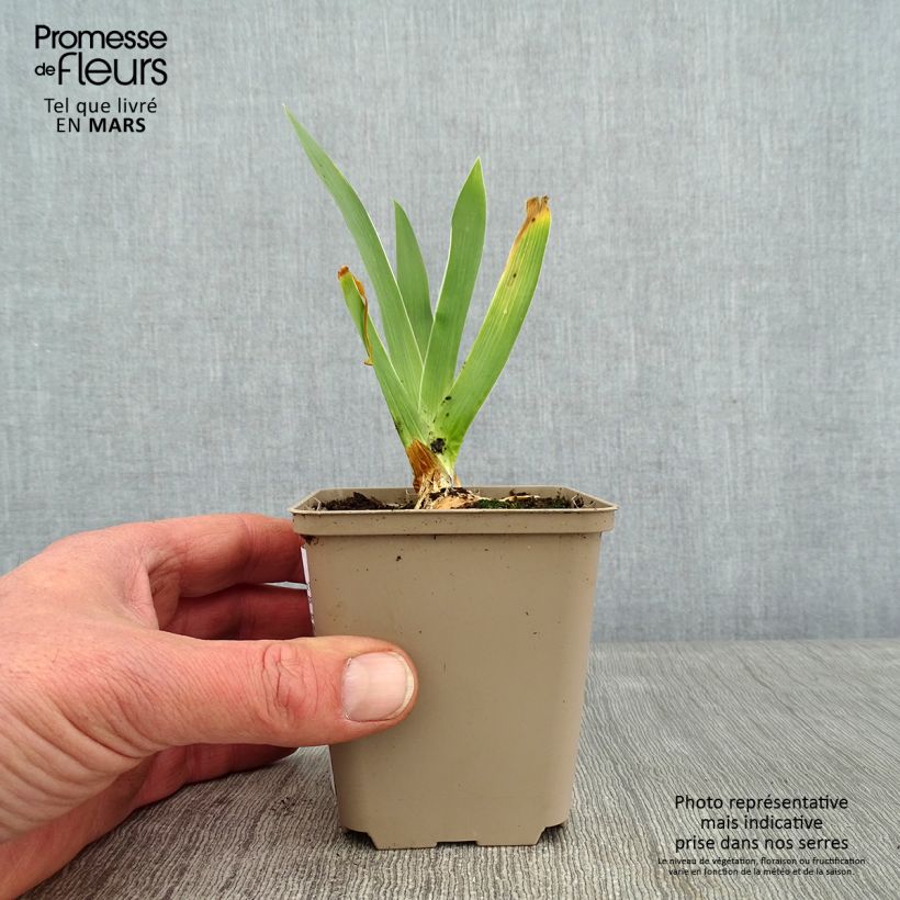 Iris germanica Night Edition - Giaggiolo paonazzo Vasetto da 8/9 cm esemplare consegnato in inverno