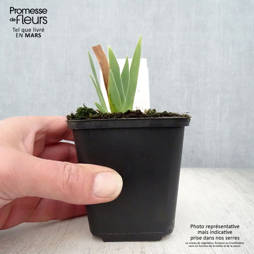 Iris germanica Ola Kala - Giaggiolo paonazzo Vasetto da 8/9 cm esemplare consegnato in primavera