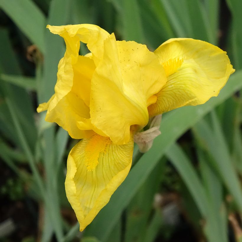 Iris germanica Ola Kala - Giaggiolo paonazzo (Fioritura)