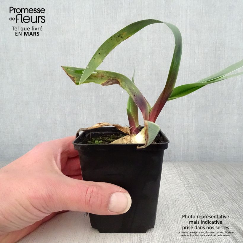 Iris germanica Ominous Stranger - Giaggiolo paonazzo Vasetto da 8/9 cm esemplare consegnato in primavera