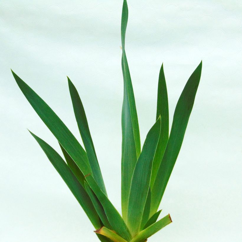 Iris germanica Pagan Dance - Giaggiolo paonazzo (Fogliame)