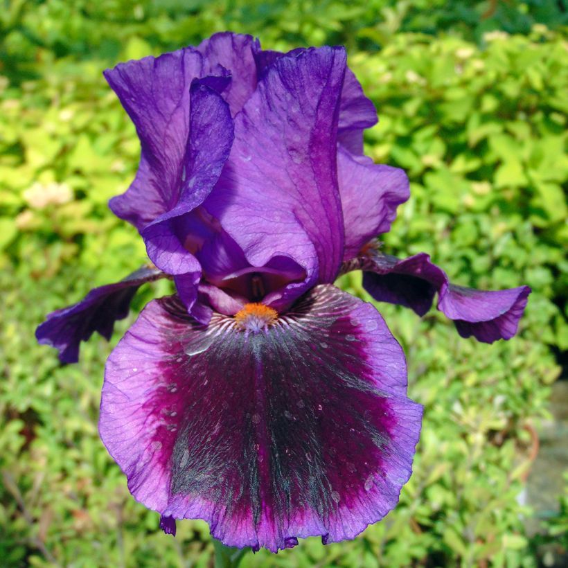 Iris germanica Pagan Dance - Giaggiolo paonazzo (Fioritura)