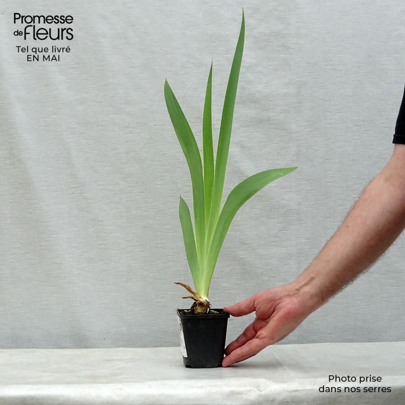 Iris germanica Patina - Giaggiolo paonazzo Vasetto da 8/9 cm esemplare consegnato in primavera